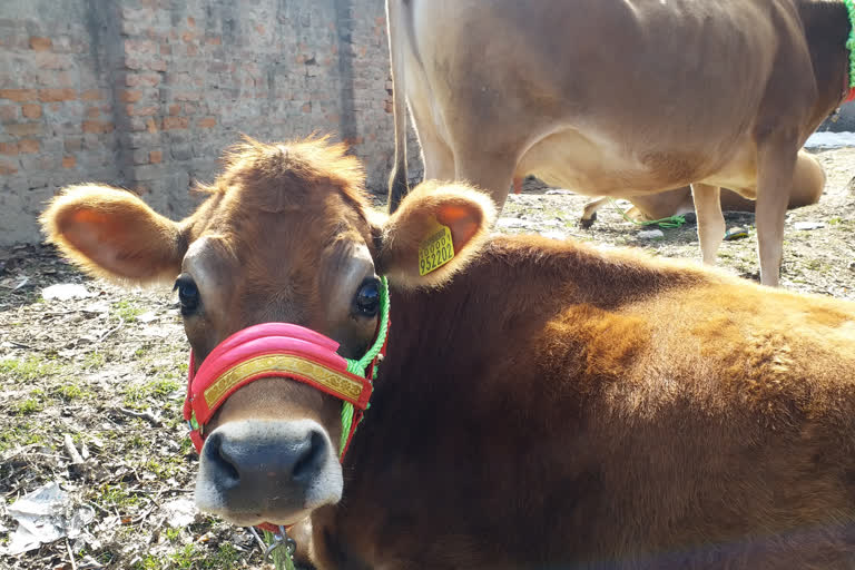 Animal Husbandry Department Distributed Cows in Pulwama: پلوامہ میں محکمہ اینیمل ہسبنڈری کی جانب سے گایوں کی تقسیم