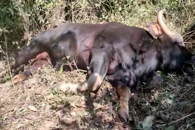 bison died Masoba Temple kolhapur