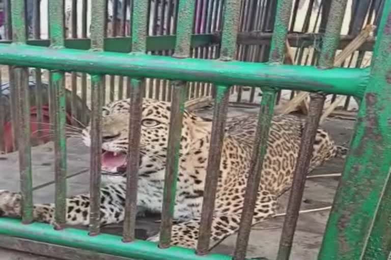 Panther in Surat : મહુવાના મુડત ગામે મરઘીનો શિકાર કરવા જતા 2 વર્ષની દીપડી પાંજરામાં કેદ