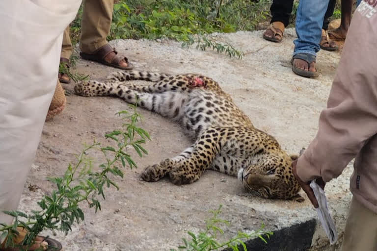 Leopard cub