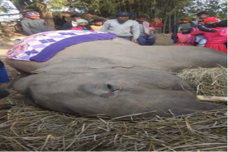 Elephant dies in Gumla