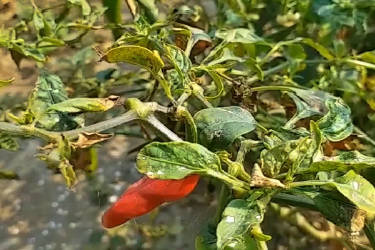 Telangana Chilli Farmers Problems