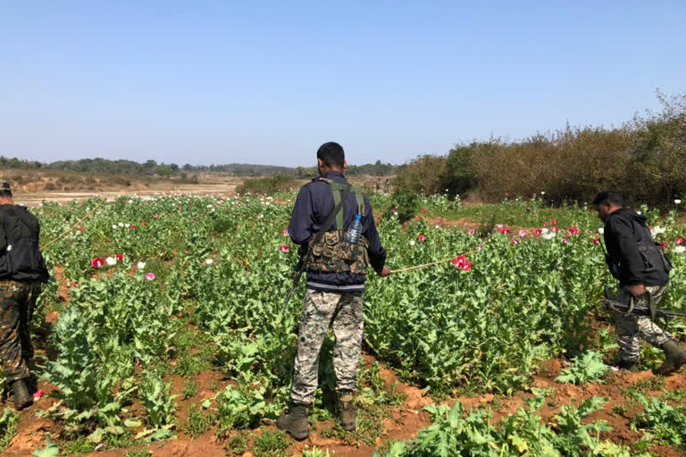 opium cultivation in chaibasa