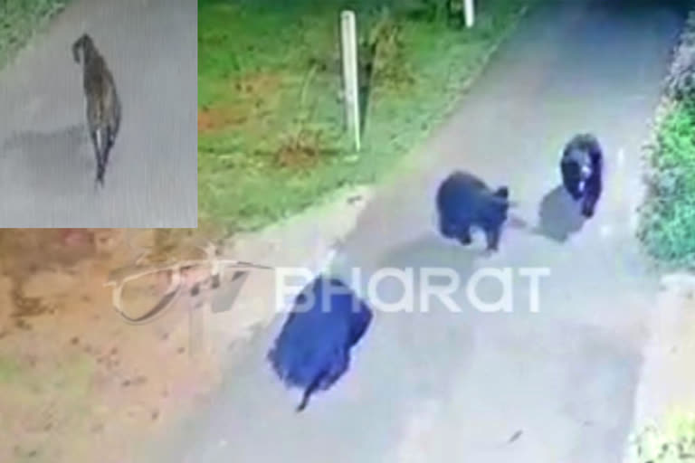 wild animals walking in road side at coonoor  coonoor wild animals walking  wild animals in road side at coonoor  wild animals walking in residential area  wild animals walking in residential area at coonoor  viral video of wild animals  வாக்கிங் போகும் விலங்குகள்  குன்னூரில் குடியிருப்பு பகுடிகளில் விலங்குகள் நடமாட்டம்  சாலையில் விலங்குகள் நடமாட்டம்