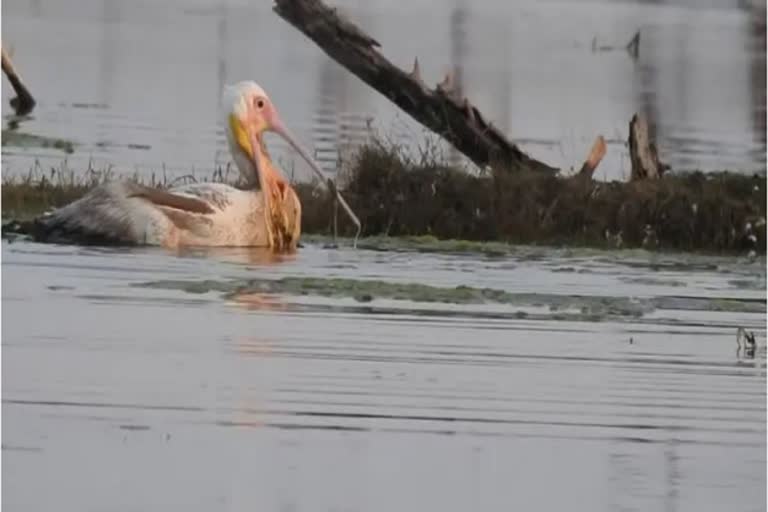 keoladev national park