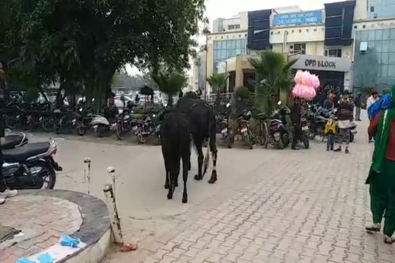 Stray Animals In Panipat Civil hospitals