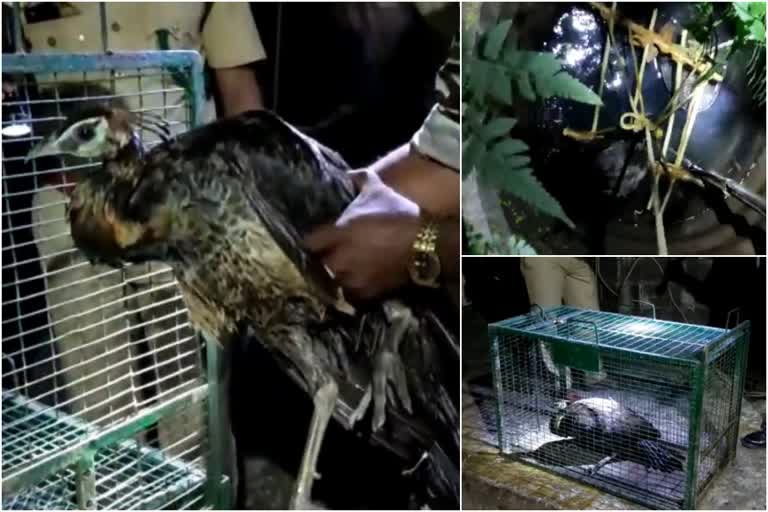 rescues peacock trapped in well  Rescued peacock trapped in well  Rescued peacock in kollam  കിണറ്റിൽ അകപ്പെട്ട മയിലിനെ രക്ഷപ്പെടുത്തി  മയിലിനെ രക്ഷപ്പെടുത്തി  അഞ്ചലിൽ കിണറ്റിൽ വീണ മയിലിനെ രക്ഷപ്പെടുത്തി