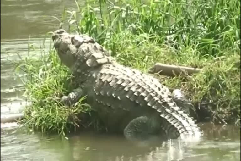 young man died by crocodile attack in dandeli