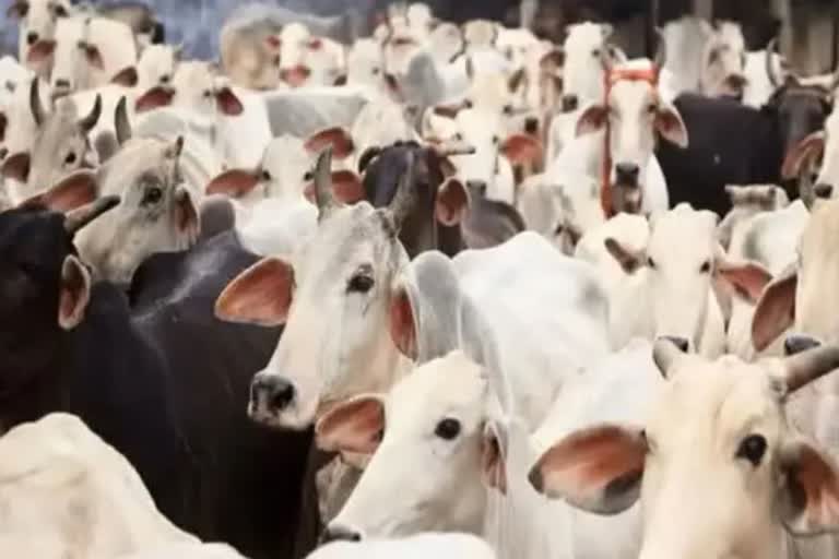 Ujjain cows accident