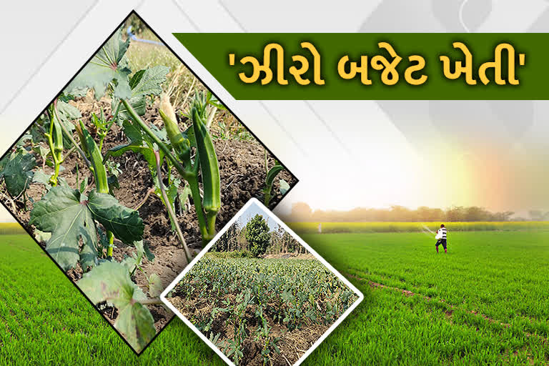 Natural farming In Tapi