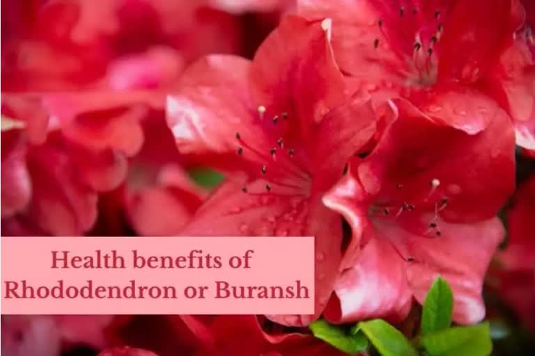 Health Benefits of Buransh: ଫୁଲର ଉପଯୋଗିତା ଜାଣି ହୋଇଯିବେ ଚକିତ