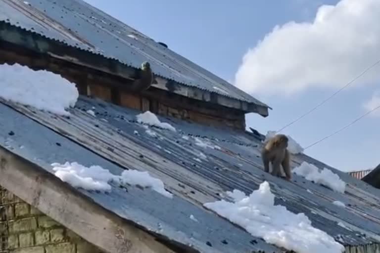 Fear of Monkeys in Bandipora: بندروں کے خوف سے مقامی لوگ پریشان