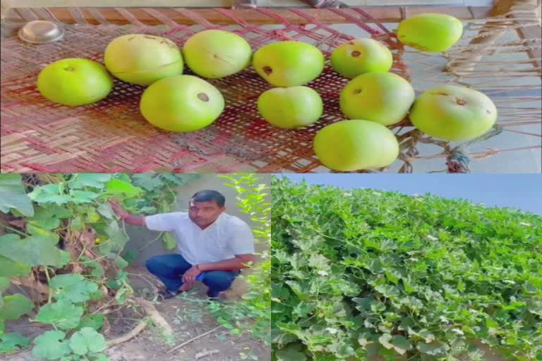 Bottle Gourd Crop in Banaskantha : દિયોદરના ખેડૂતે કરી દૂધીની અનોખી ખેતી