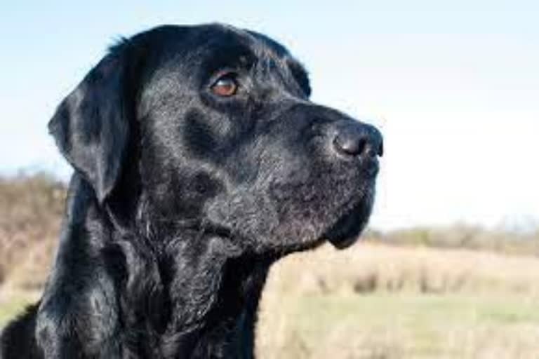 நாய்க்கு நன்றி மட்டும் அதிகமில்லை; துணிச்சலும்தான்! - பாம்பை நாய் கடித்துக் கொன்ற சிசிடிவி!