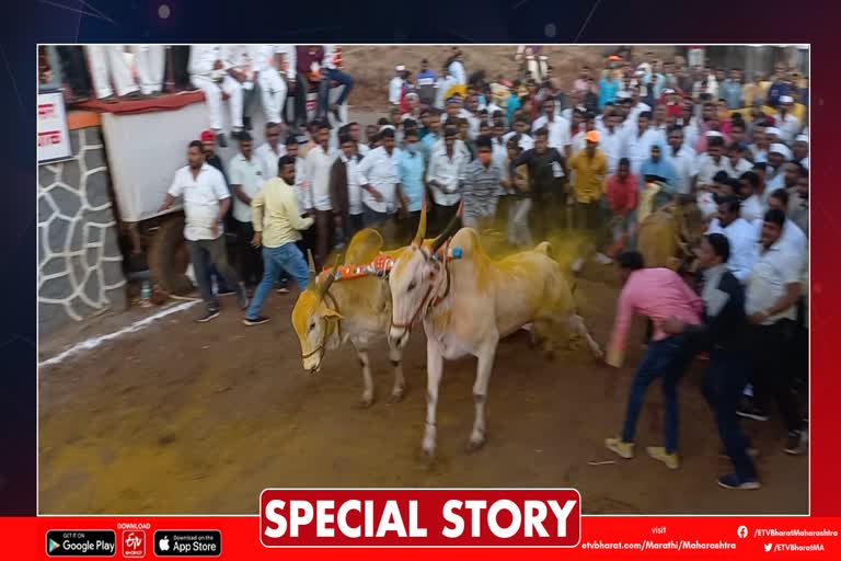 Pune Bullock Cart Race