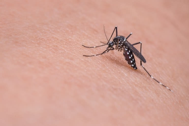 icmr on zika virus  icmr niv pune study on zika  active surveillance of zika virus  zika virus future outbreaks  zika reported in kerala  സിക്ക വൈറസ് ഐസിഎംആര്‍ പഠനം  സിക്ക വൈറസ് നിരീക്ഷണം  സിക്ക വൈറസ് പഠനം  സിക്ക വൈറസ് കേരളത്തില്‍