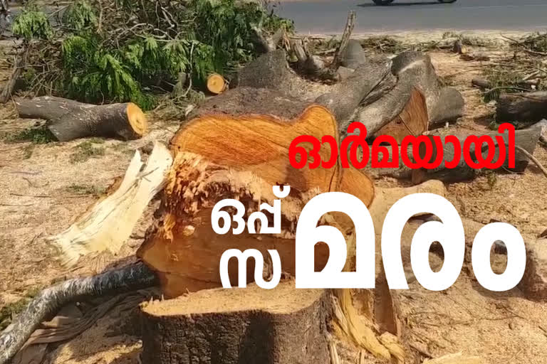 oppumaram cutting  oppumaram kasaragod  ഒപ്പുമരം ഓർമയായി  കാസര്‍കോട്ടെ ഒപ്പുമരം  കാസര്‍കോട് ദേശീയ പാത വികസനം  കാസര്‍കോട് മരംമുറി