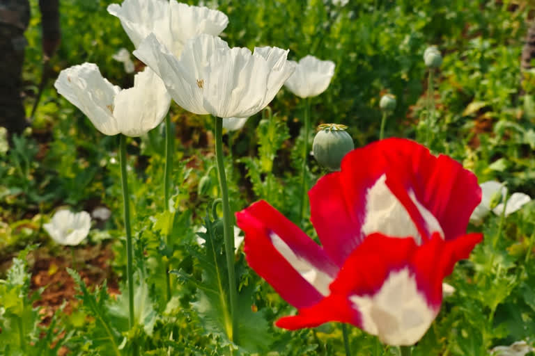 Opium cultivation in Ranchi, police destroyed