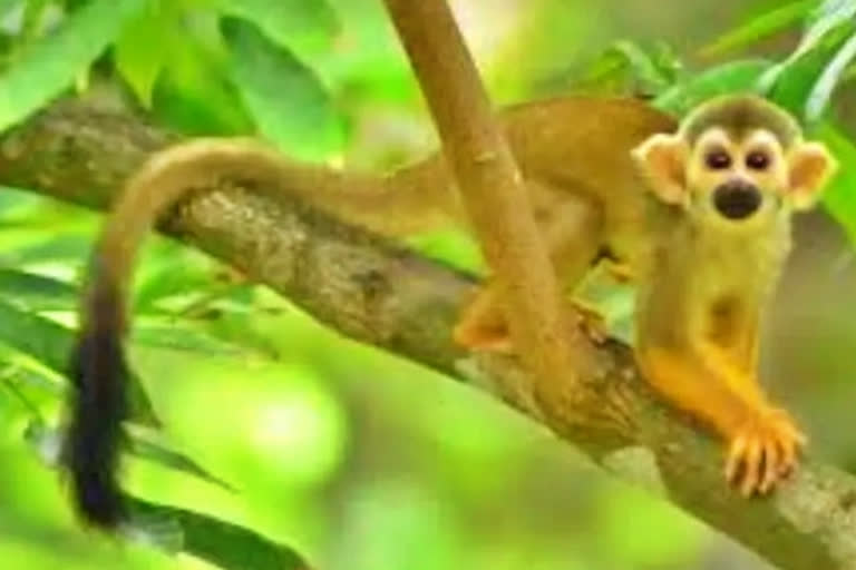 Rare Squirrel Monkey Stolen  Rare Squirrel Monkey  മലയണ്ണാന്‍ കുരുങ്ങുകള്‍ വണ്ടാലൂര്‍ മൃഗശാലയില്‍ നിന്നും മോഷണം പോയി  മലയണ്ണാന്‍ കുരുങ്ങുകളുടെ അനധികൃത വില്‍പ്പന