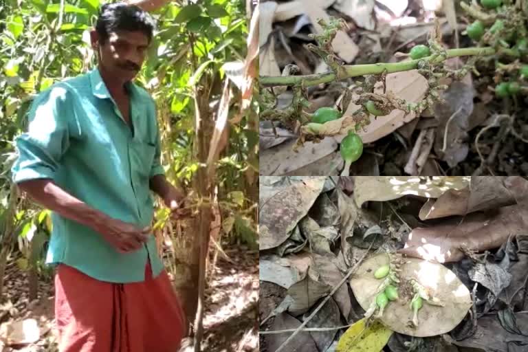 Cardamom theft in Idukki  ഇടുക്കിയിൽ ഏലം മോഷണം  ഇടുക്കി ഏലയ്‌ക്ക മോഷണം പതിവാകുന്നു  ഇടുക്കിയിൽ ഏലക്കായ മോഷ്ടാക്കൾ പതിവാകുന്നു