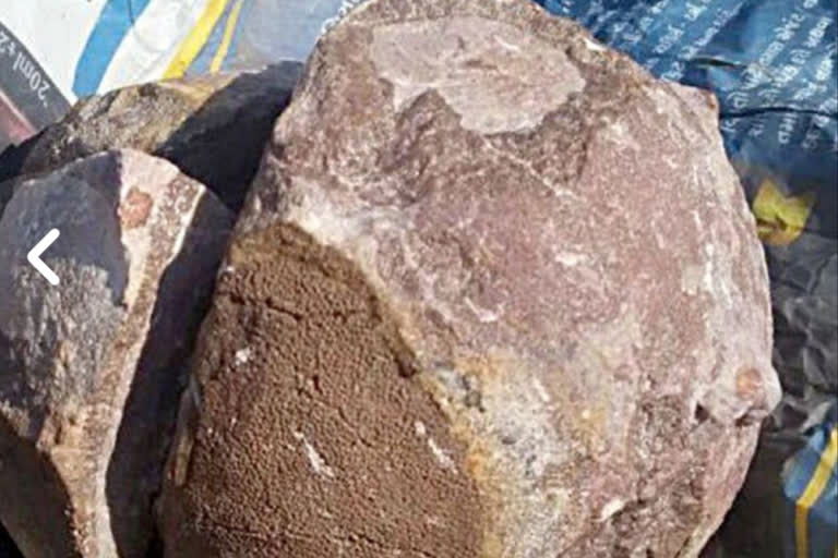 10 suspected dinosaur eggs found in MPs Barwani with individual weight up to 40 kg