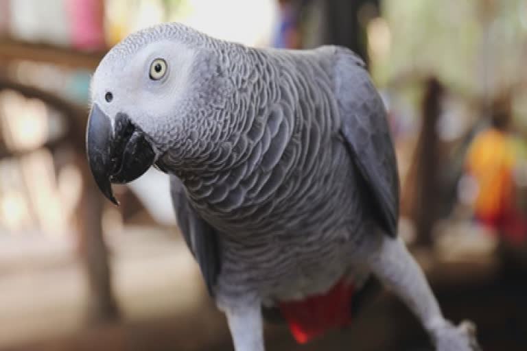 Missing Parrot Complaint In Surat : સુરતમાં આફ્રિકન ગ્રે પોપટ બજરંગી ચોરાઈ ગયો છે, જોયો છે?