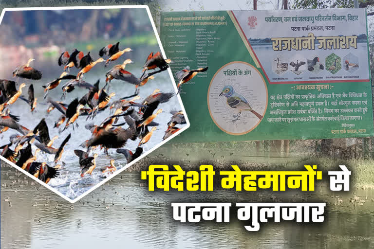 Siberian birds in rajdhani jalashay