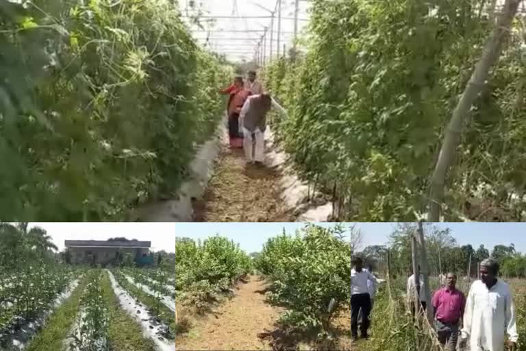 gondia farmer success story