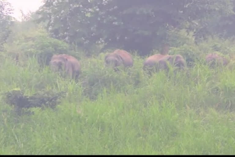 'Food Zone' created for elephants in Nagaon to stop their intrusion into village area