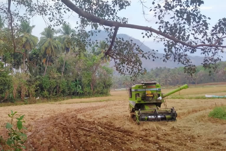 Wasp attacke in Mundoor  Oottara news  ഊട്ടറ പാടശേഖര സമിതി  കടന്നൽക്കുത്തേറ്റ് കൊയ്‌ത്തുയന്ത്രത്തിലെ തൊഴിലാളികൾക്ക് പരിക്ക്  കടന്നൽ ആക്രമണം