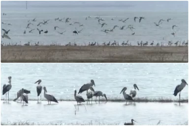 foreign birds in koppala tungabhadra river bank