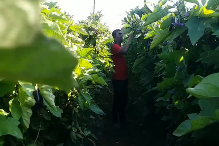 Chhattisgarh youth grows 7 feet brinjal plant using Israeli technology, yields one quintal per year