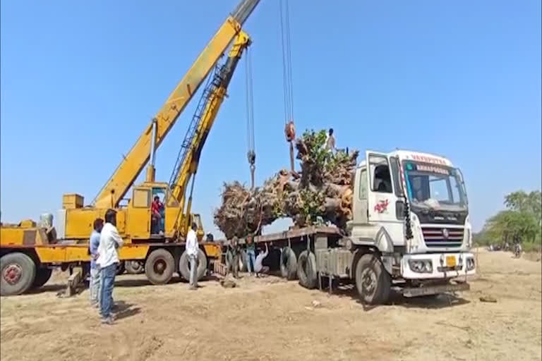 Decades of Tree Translocated at Suddala, save tree