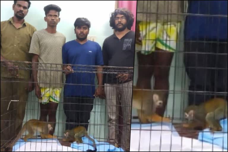 Arignar Anna Zoological Park latest news  Squirrel monkeys theft 4 held Arignar Anna Zoo  വണ്ടലൂര്‍ മൃഗശാലയിലെ കുരങ്ങുകളെ മോഷ്‌ടിച്ച സംഭവം  വണ്ടലൂര്‍ മൃഗശാലയിലെ കുരങ്ങുകളെ മോഷ്‌ടിച്ചതിന് 4 പേര്‍ പിടിയില്‍  Squirrel monkeys were theft at vandalur zoo  തമിഴ്‌നാട് ഇന്നത്തെ വാര്‍ത്ത  Tamil Nadu todays news