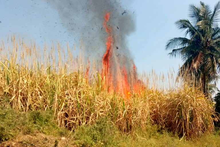 ಕಬ್ಬಿನ ಗದ್ದೆಗೆ ಆಕಸ್ಮಿಕ ಬೆಂಕಿ