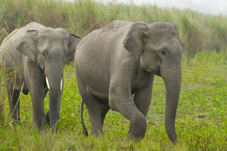 Chandrapur Elephant Transferd