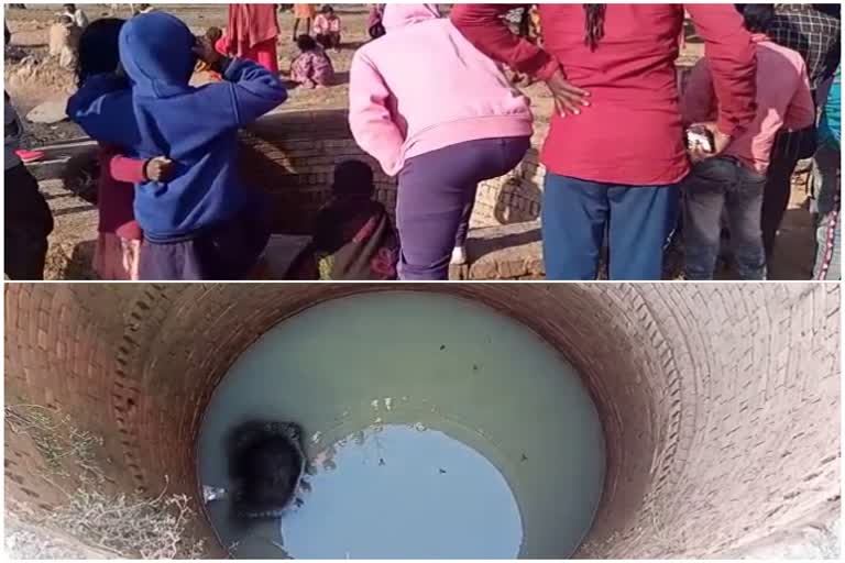 Bear dies after falling in a well