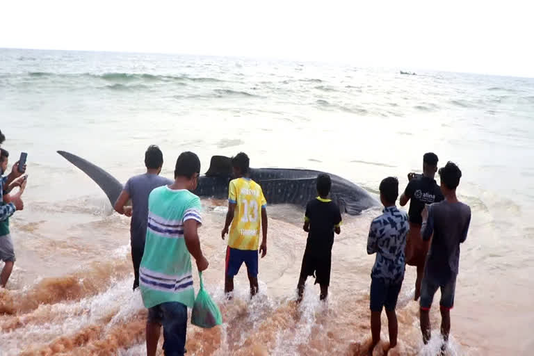 തിമിംഗലസ്രാവ് ചത്തു  തുമ്പ കടല്‍തീരം  Whale shark Dead  Thumba Seashore