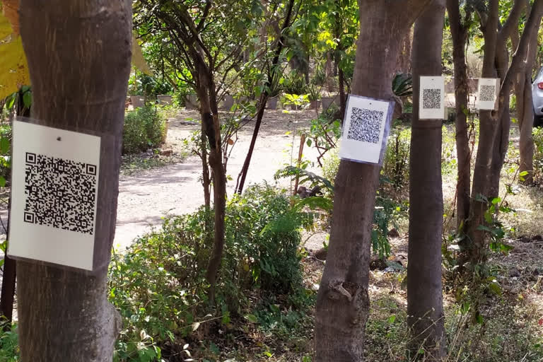 Ujjain tree QR code scanning