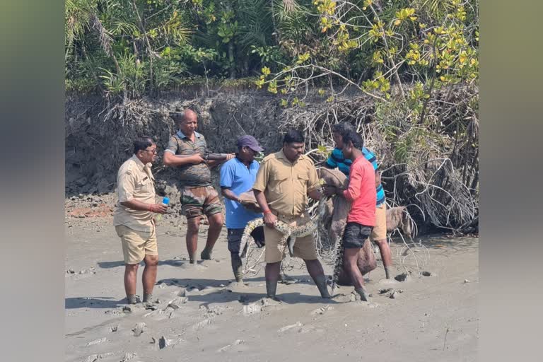 Crocodile reproduction in Sunderbans