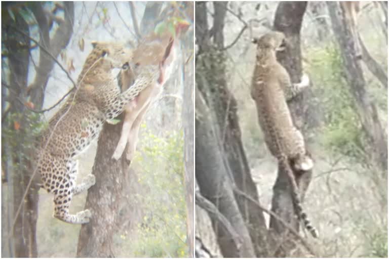 Leopard Hunting in Sariska