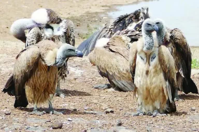 white vulture