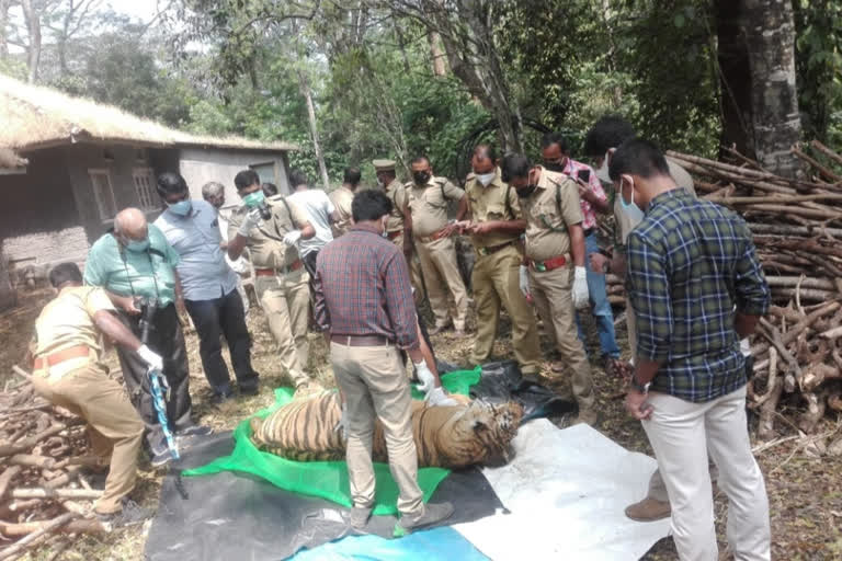 Tiger carcass found in well cremated  Tiger carcass found in well Nelliyampathi  Tiger found dead  കടുവ മരിച്ച നിലയിൽ  കടുവയുടെ ജഡം കിണറ്റിൽ  നെല്ലിയാമ്പതിയിൽ പൊതുകിണറ്റിൽ കടുവയുടെ ജഡം