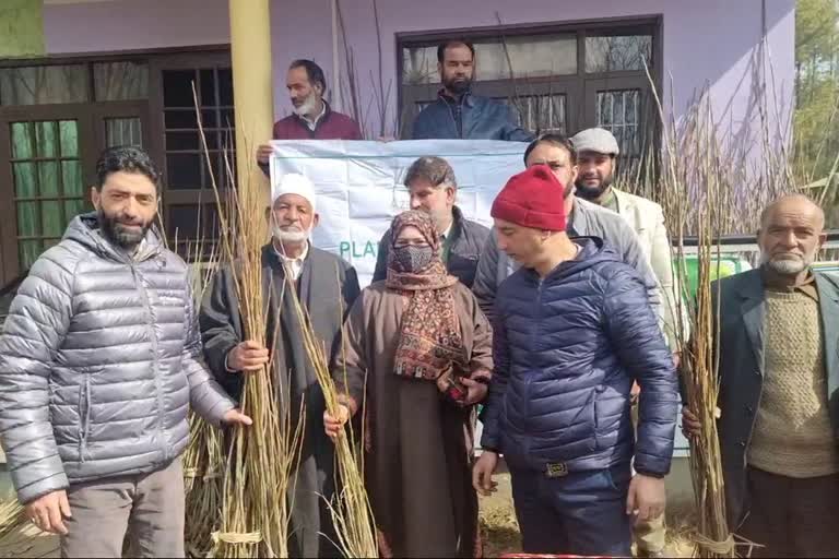 Social Forestry Distributed Poplar Trees