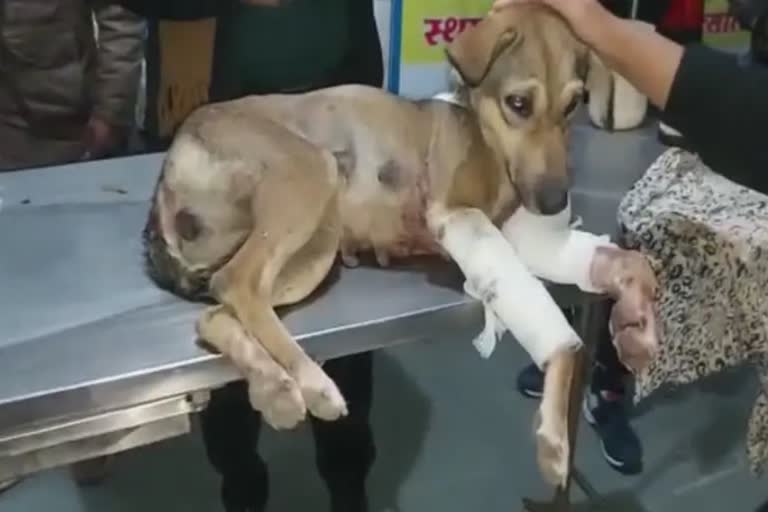 Injured dog missing in Chhindwara