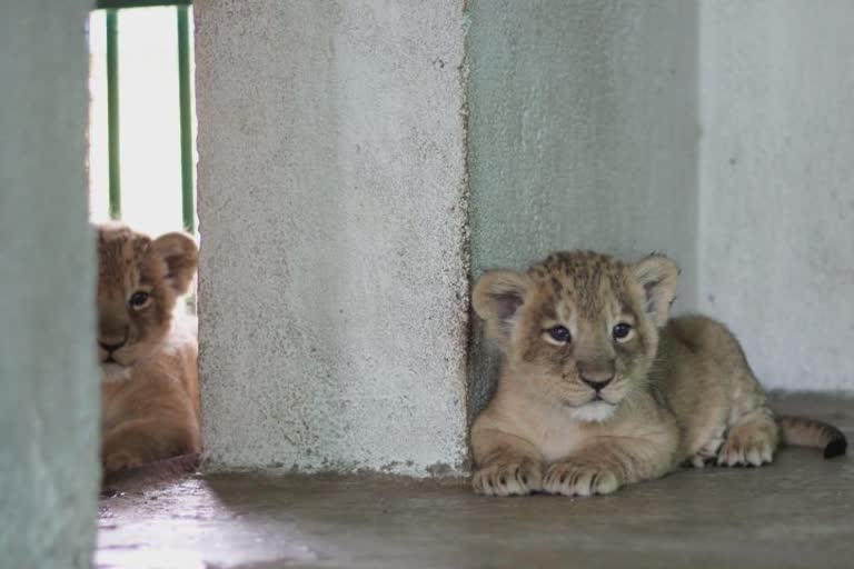 Birth of two lion cubs : કેવડીયાની જંગલ સફારીમાં હરખનાં તેડાં, બે સિંહબાળની નટખટ ક્રીડાથી આનંદ ભયો અપાર