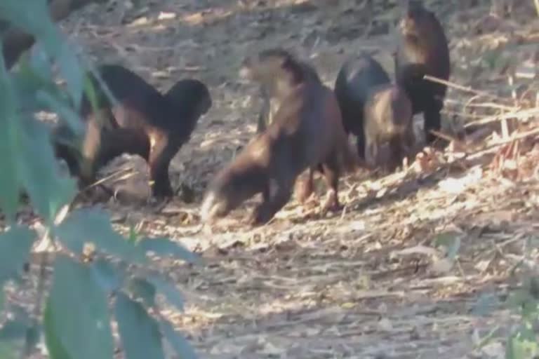 Smooth coated otter in Surat:આ જગ્યાને જળબિલાડીએ બનાવ્યું પોતાનું નિવાસસ્થાન, જાણો