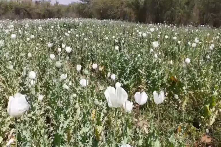 opium cultivation in khunti