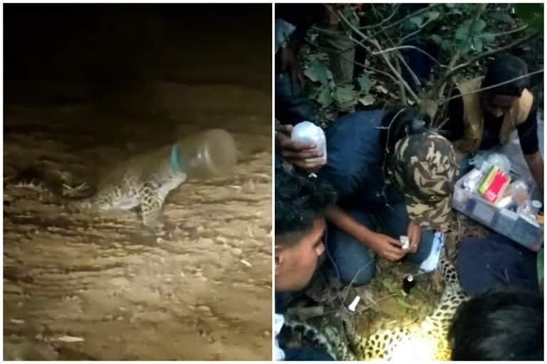 Leopard stuck in jar  Leopard cub  കുടത്തിൽ തലയിട്ട് പുലി  വാട്ടർ ക്യാനിൽ കുടുങ്ങി പുലിക്കുട്ടി  viral video