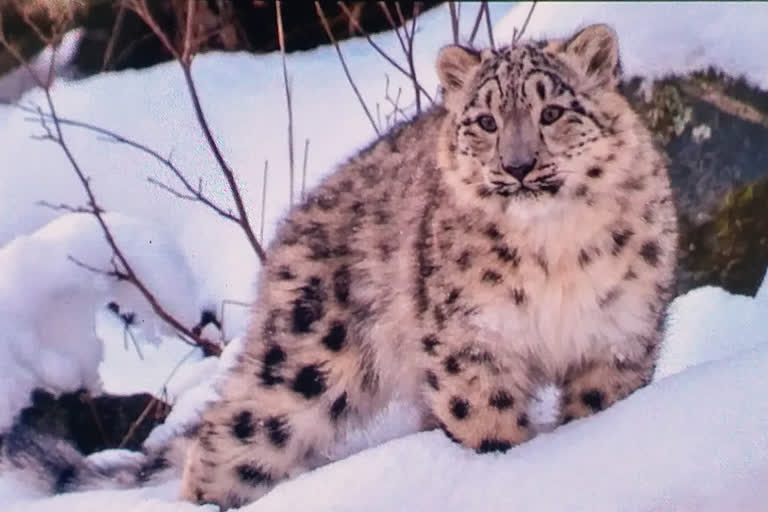 Snow Leopard in Spiti Valley